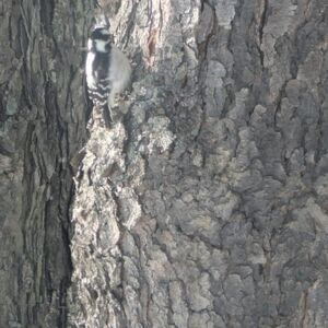 Woodpecker on Tree Bark🤎📦